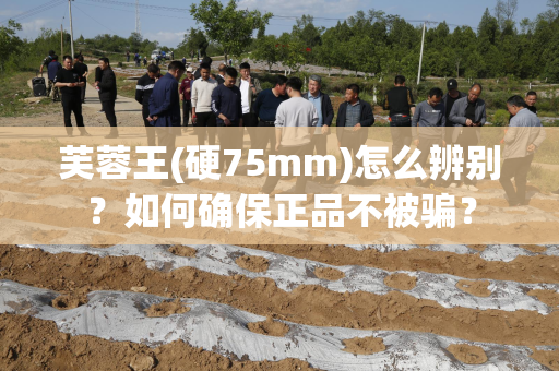 芙蓉王(硬75mm)怎么辨别？如何确保正品不被骗？